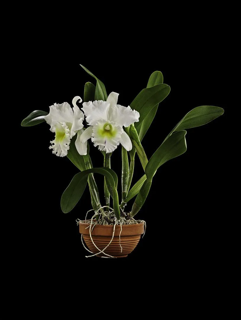 Fine Art Orchid Print Bc Pastoral Innocence AM AOS Plant by Kevin G Saunder
