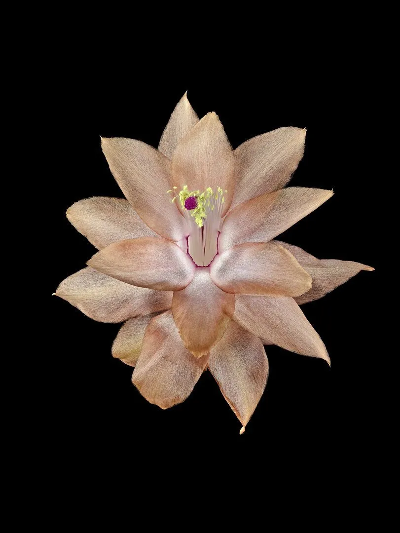Fine Art Print Christmas Cactus Bloom by Kevin G Saunders