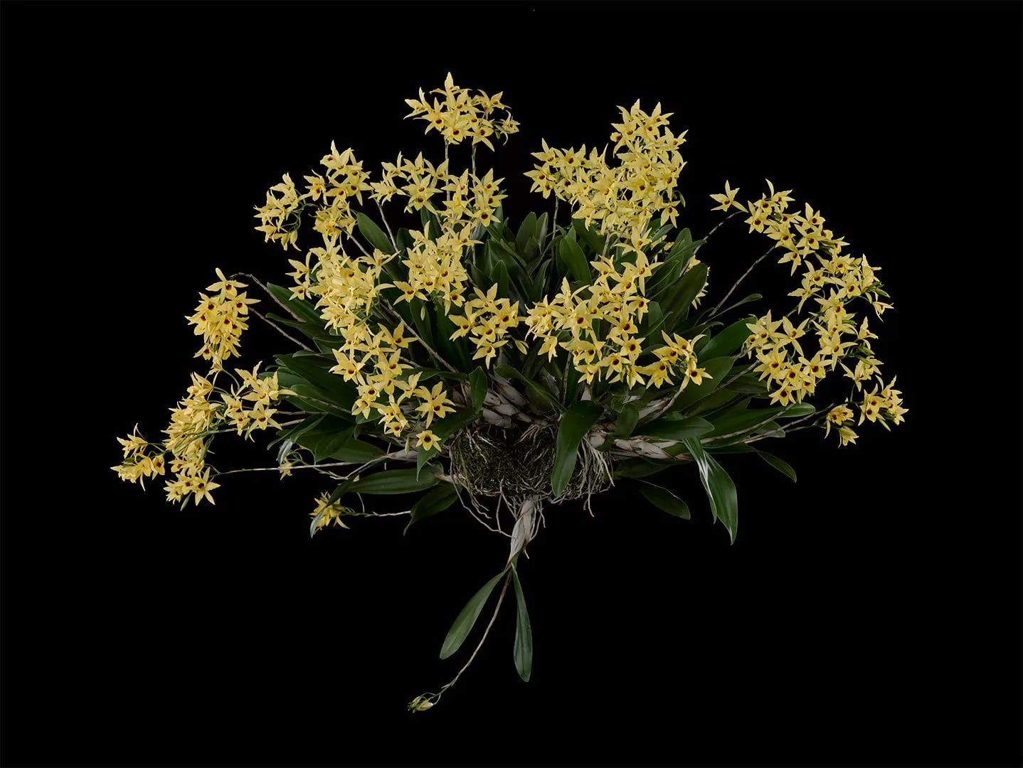 Fine Art Orchid Print Dendrobium Yellow Plant by Kevin G Saunders