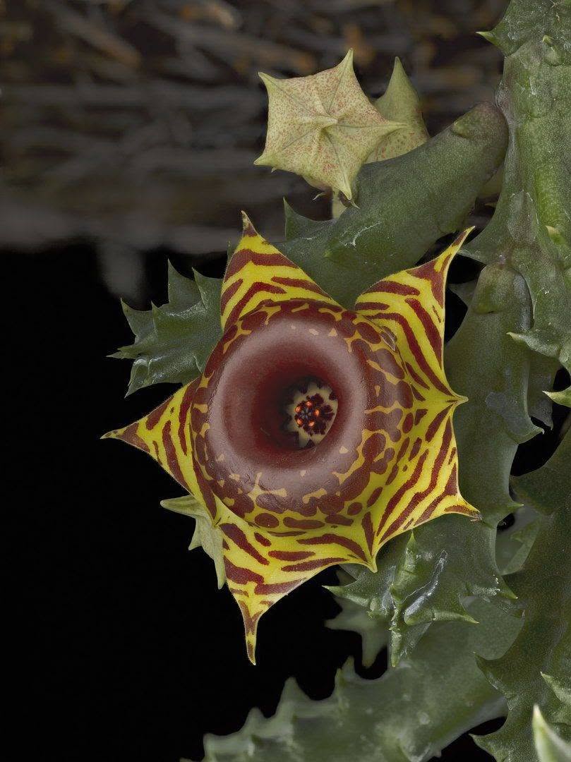 Fine Art Orchid Print Huernia Confusa Bloom by Kevin G Saunders