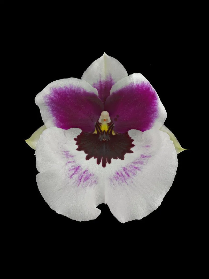 Fine Art Print Miltoniopsis Bloom by Kevin G Saunders