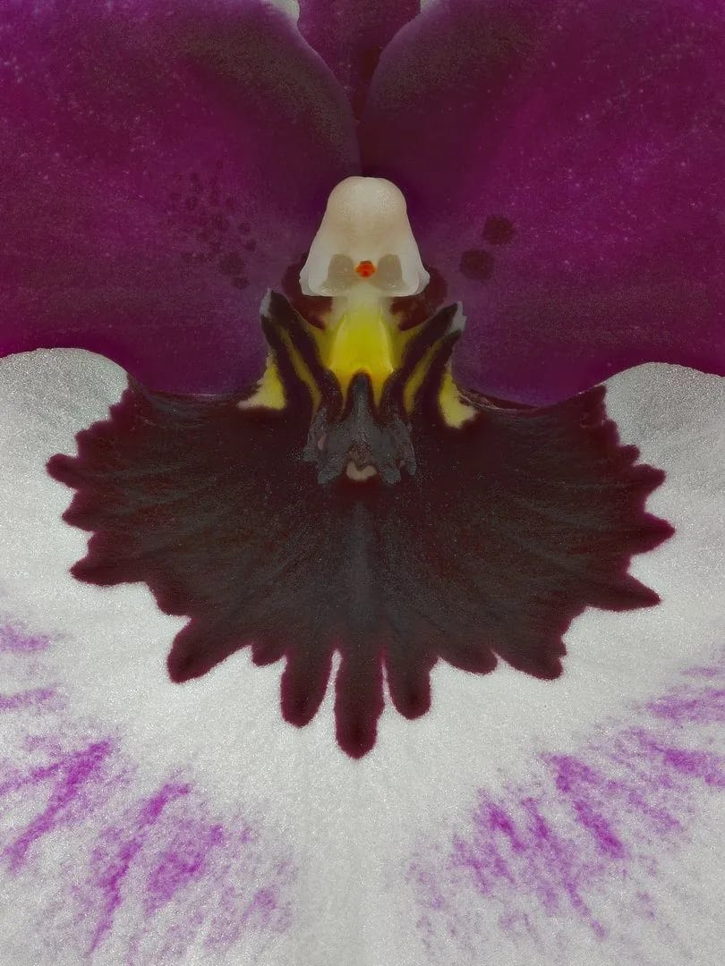 Fine Art Print Miltoniopsis Bloom Close by Kevin G Saunders