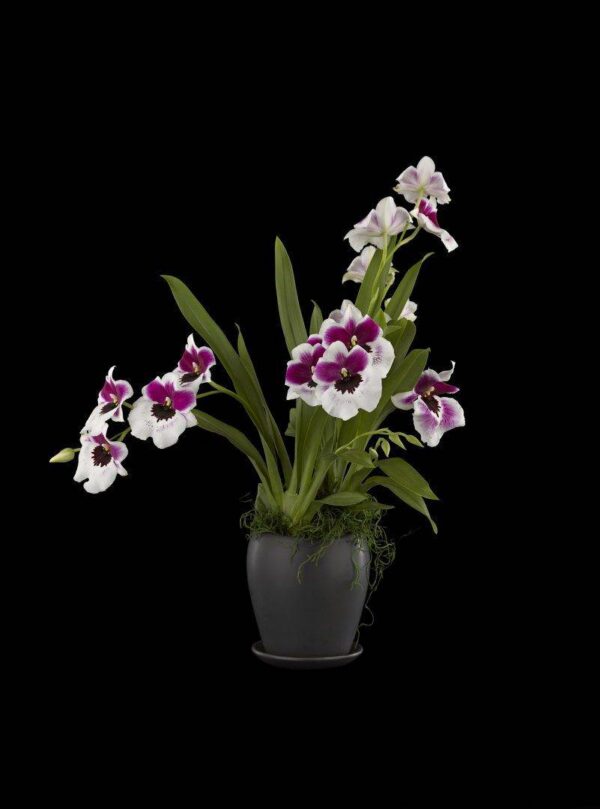 Miltoniopsis Plant Fine Art Print Miltoniopsis Plant by Kevin G Saunders