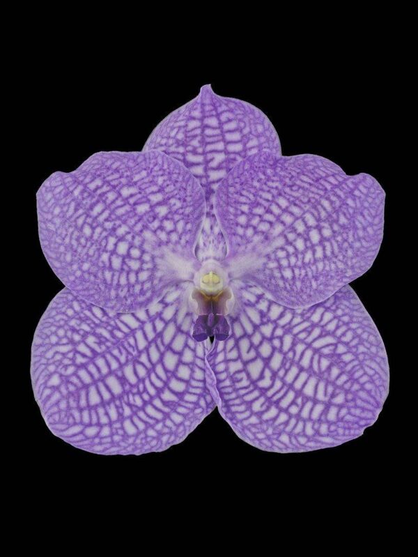 Vanda Charlene Atkins Bloom Fine Art Print Vanda Charlene Atkins Bloom by Kevin G Saunders