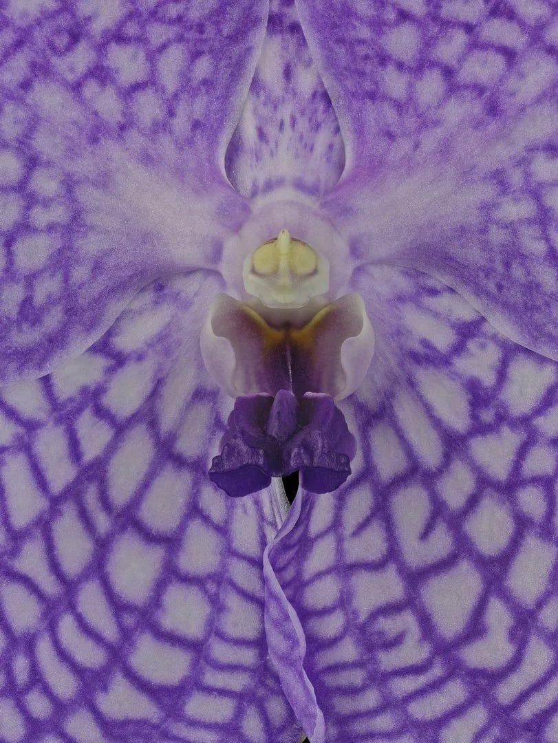 Fine Art Print Vanda Charlene Atkins Bloom Close by Kevin G Saunders