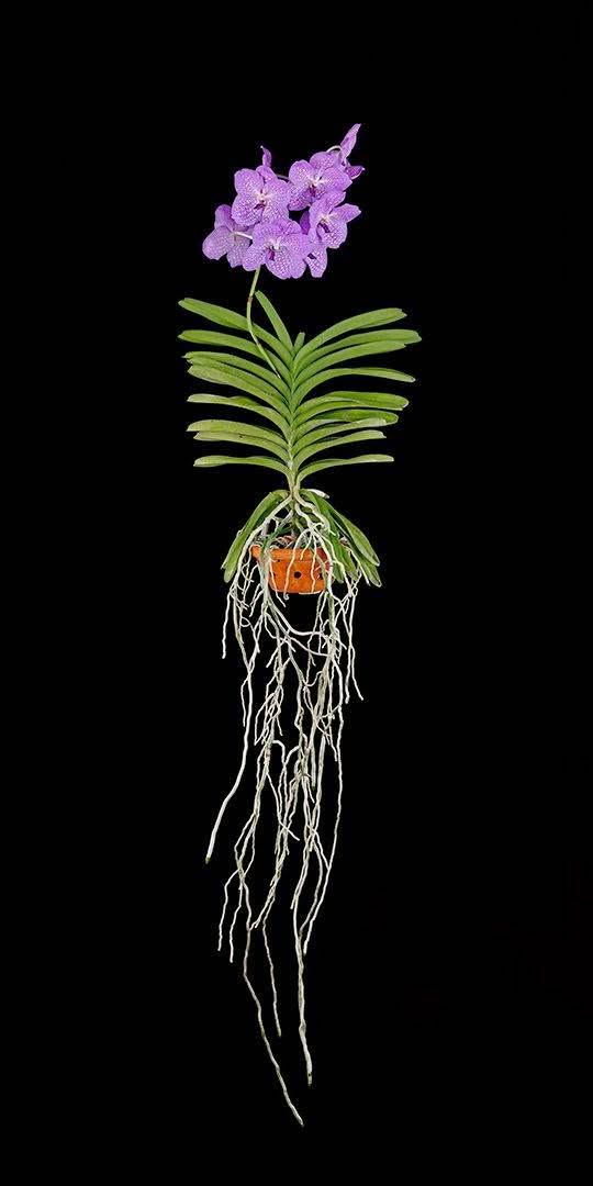 Fine Art Print Vanda Charlene Atkins Plant by Kevin G Saunders