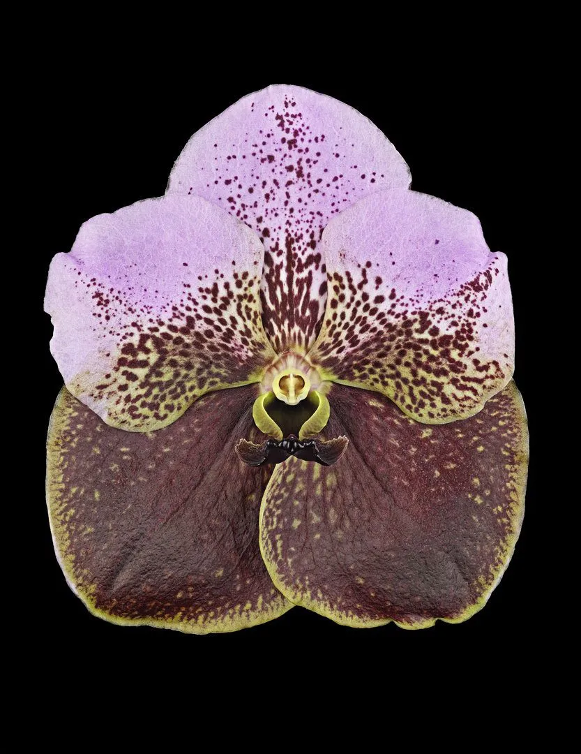 Fine Art Print Vanda Crownfox Velvet Bloom by Kevin G Saunders
