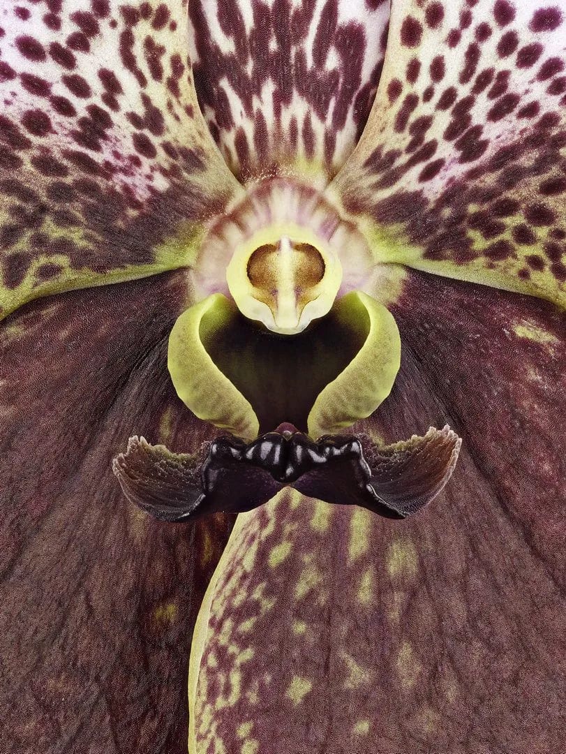 Fine Art Print of Vanda Crownfox Velvet Bloom Close by Kevin G Saunders