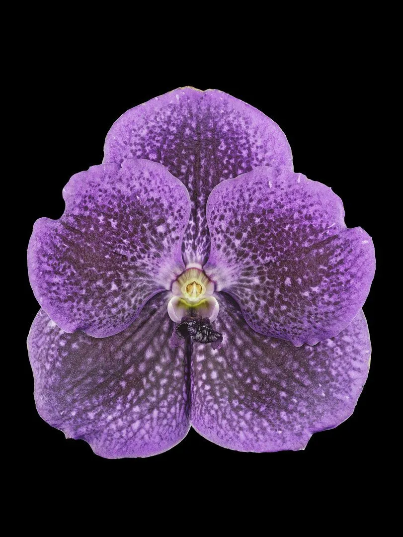 Fine Art Print Vanda Janel de Cruz Bloom by Kevin G Saunders