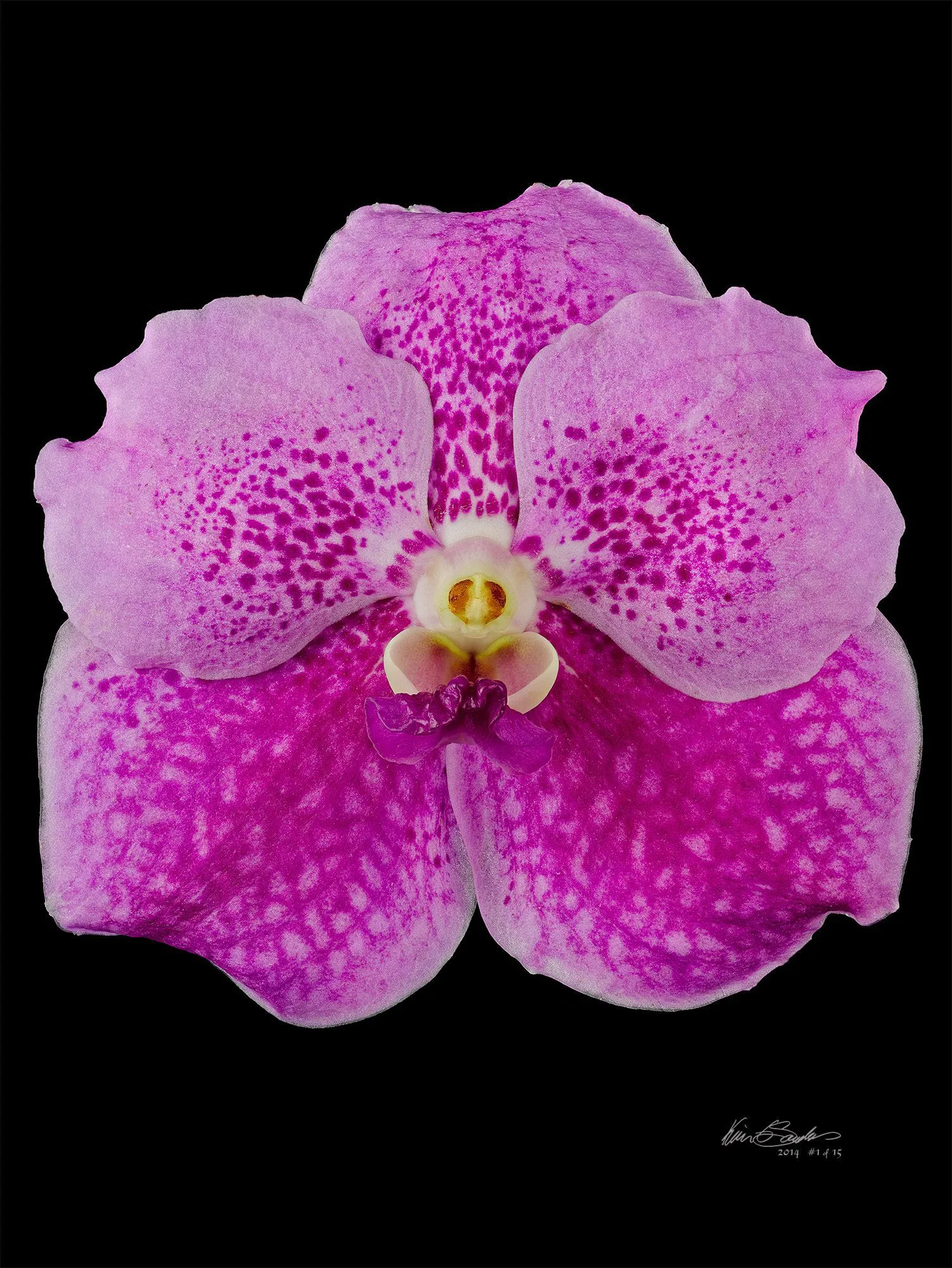 Fine Art Print Vanda Pantone Pink Bloom by Kevin G Saunders