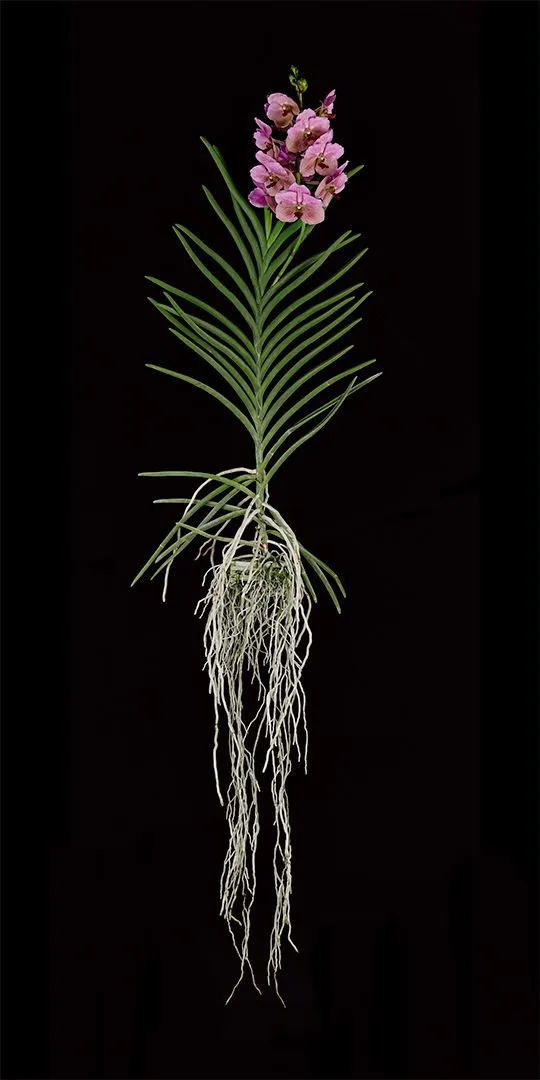 Fine Art Print of Vanda Pure Delight Plant by Kevin G Saunders
