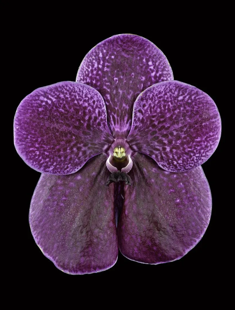 Fine Art Print Vanda Roberts Delight Bloom by Kevin G Saunders