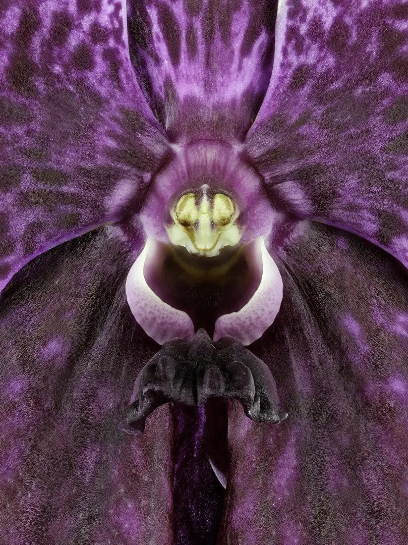 Fine Art Print Vanda Roberts Delight Bloom Close by Kevin G Saunders