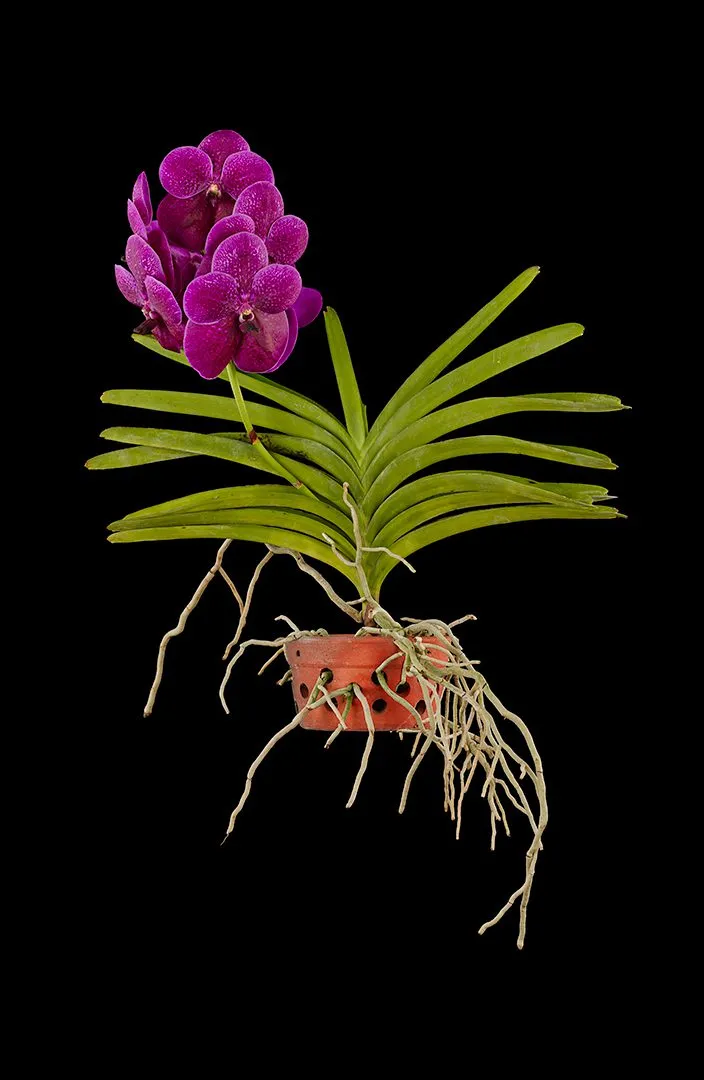 Fine Art Print Vanda Roberts Delight Plant by Kevin G Saunders