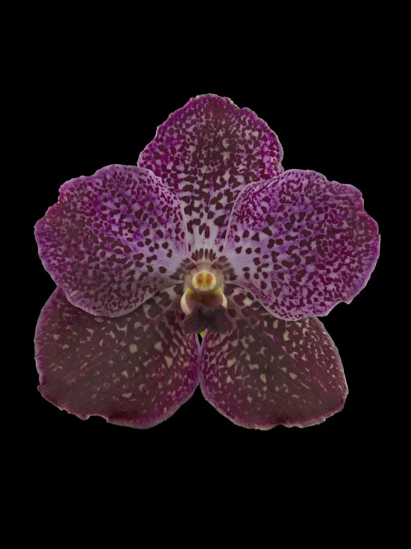 Fine Art Print Vanda Rosemary Fuller Bloom by Kevin G Saunders