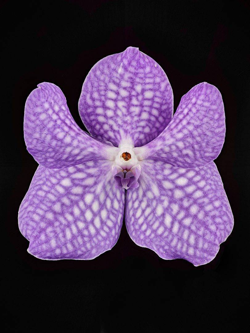 Fine Art Print Vanda Sansai Blue Bloom by Kevin G Saunders