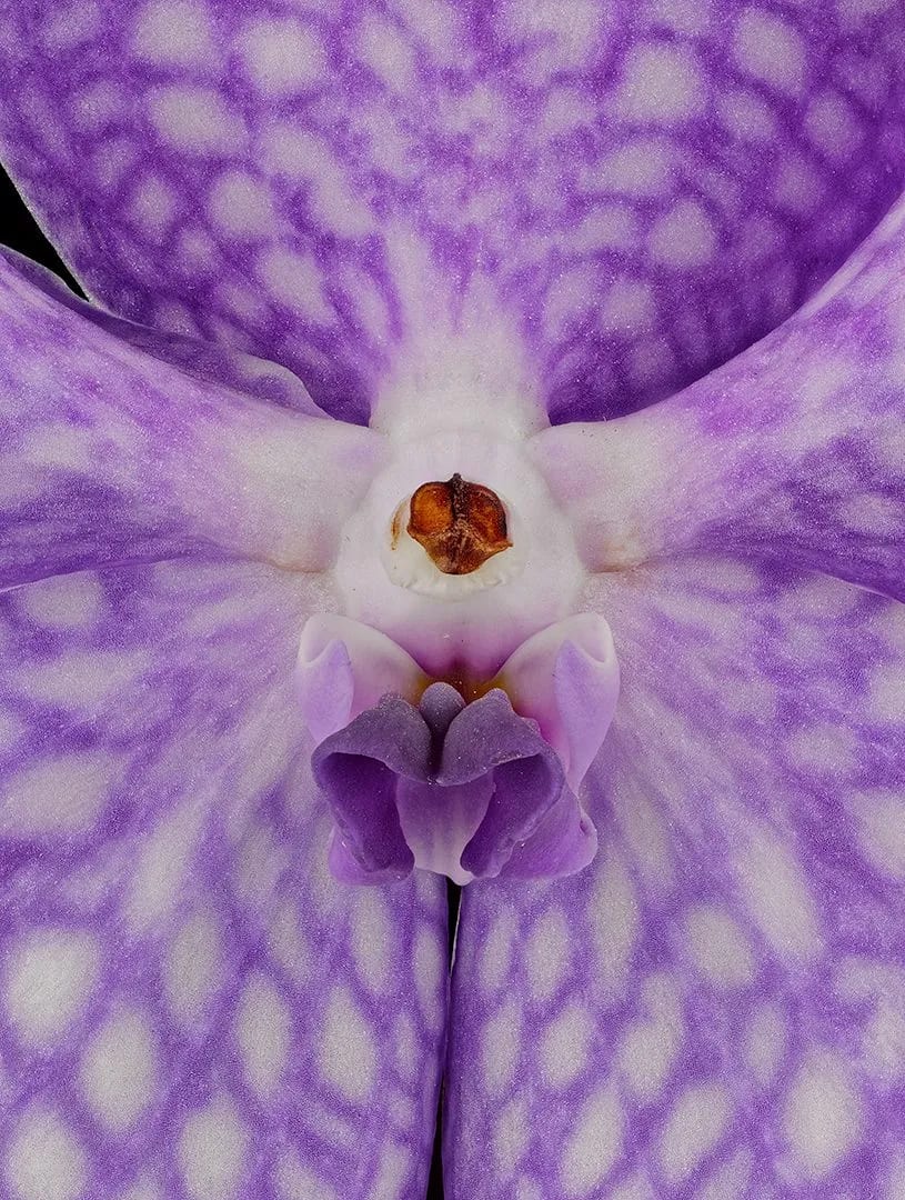 Fine Art Print of Vanda Sansai Blue Bloom Close by Kevin G Saunders