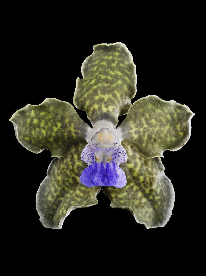 Fine Art Print Vanda Tesselata Leopard Bloom by Kevin G Saunders