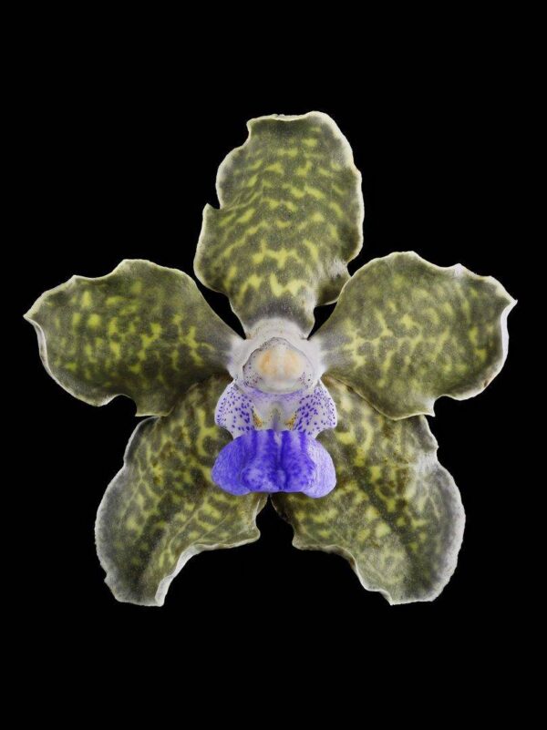 Vanda Tessellata Leopard Bloom Fine Art Print Vanda Tesselata Leopard Bloom by Kevin G Saunders