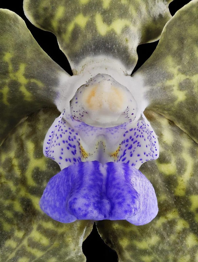 Fine Art Print Vanda Tessellata Leopard Bloom Close by Kevin G Saunders