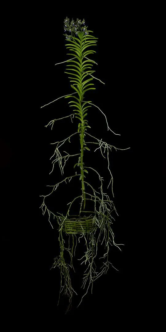 Fine Art Print Vanda Tessellata Leopard Plant by Kevin G Saunders