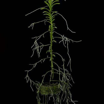 Fine Art Print Vanda Tessellata Leopard Plant by Kevin G Saunders